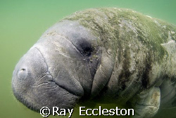 Manatee at Crystal River. Camera Nikon D-200 by Ray Eccleston 